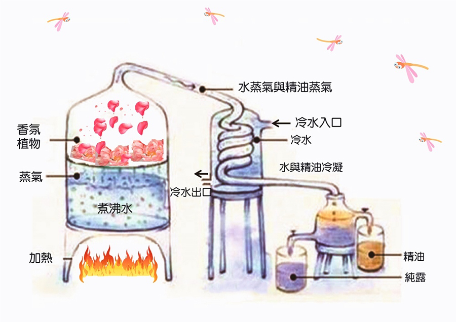 精油的萃取