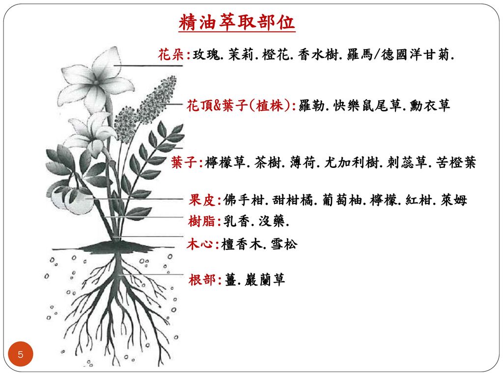 精油的萃取