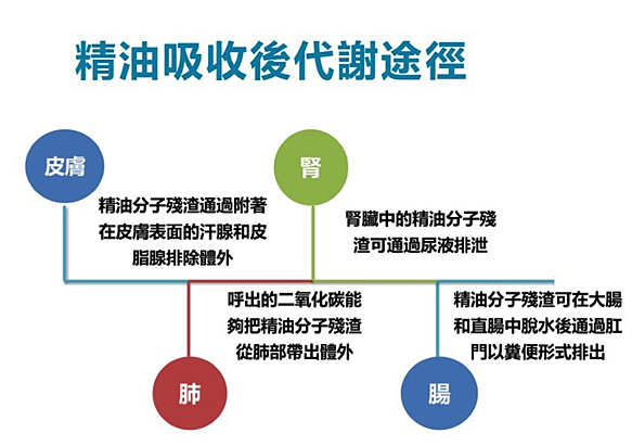 精油的作用、吸收、代謝