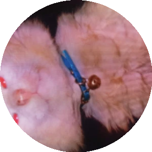 BioLink profile picture for @gus