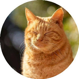 BioLink profile picture for @sya