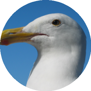 BioLink profile picture for @bay