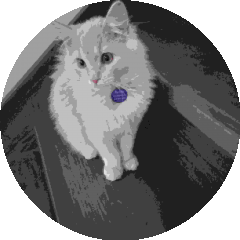 BioLink profile picture for @kittycat