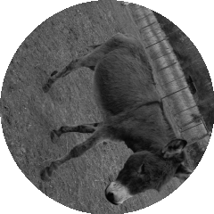 cheyenne