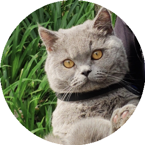 BioLink profile picture for @willard