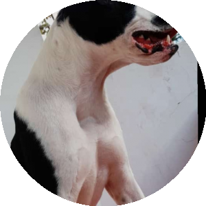 BioLink profile picture for @vargas