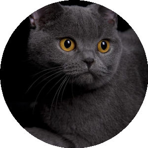 BioLink profile picture for @raq