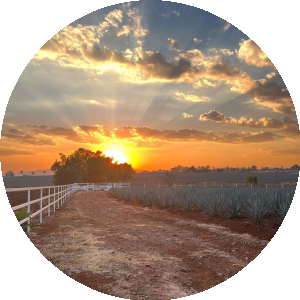 Online Video Downloader: Tiktok, Instagram, Twitter, Facebook and more