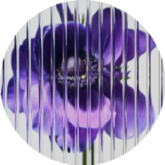 BioLink profile picture for @iq
