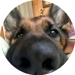 BioLink profile picture for @yankee