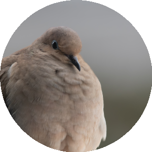BioLink profile picture for @birds