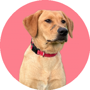BioLink profile picture for @scrabble