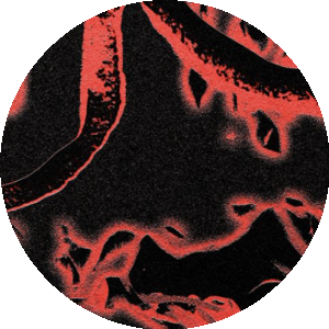 BioLink profile picture for @flashes