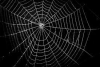 Web App | نسخة الويب