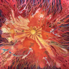 Koi Scarves