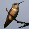 Life, Birds, and Everything blog