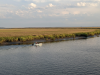 Rockets, Labradors, and Lowcountry Shrimp