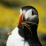 Puffin Passion