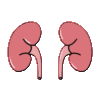 Curso de Fisiologia Renal 🔥