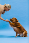 How To Train Your Puppy
