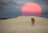 Sun Sets, Dust Settles NFT