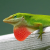 Animal Ecology 2022