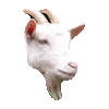Donate to the animal sanctuary