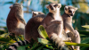 Animal Ecology