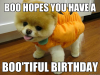 Pet Approval Letter