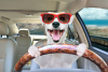 Brain Training For Dogs