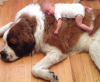 Music Designed for Dogs to Help with Anxiety and Sleep