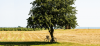 The Dialogue Tree