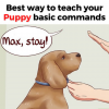 How to Train Your Puppy