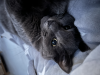 Shadow the artists cat