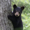My Wildlife Photos