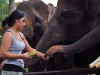 Wisata Naik Gajah