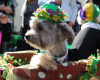 Mutti Gras Pet Parade and Costume Contest | Farmers Market L.A.
