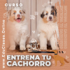 Entrenando a tu Cachorro