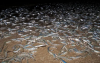 Grunion Run Schedule 2023 - California Beaches | Southern California
