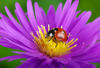 Free In Store Class: Beneficial Bugs & Organic Gardening | Armstrong Garden Centers | Southern California