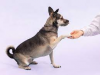Dog Training:Transform your dog's behavior and create an unbreakable bond