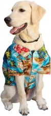Ten Essential Clothes To Spruce Up Your Dog's Wardrobe