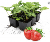 Strawberry plants