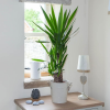 Indoor Jungle Plants