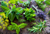 Herbs For Health