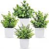 4 pack of potted plants 20% OFF