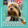 Curso de peluquería para perros