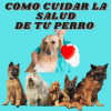 Curso cuidar la salud de tu perro