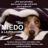 Curso terapia para perros