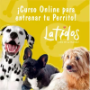 Curso tu perro ideal
